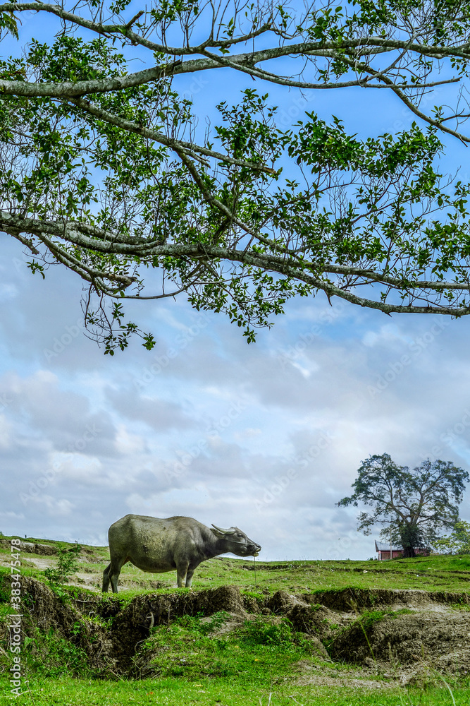 Naklejka premium Buffalo in a field