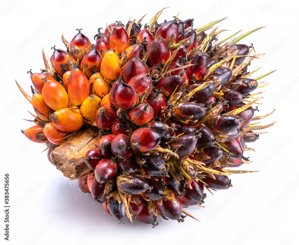 Fresh oil palm fruits isolated on the white background.