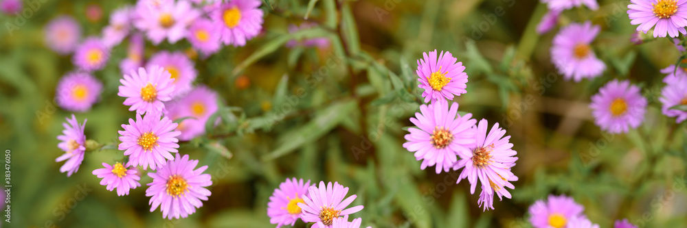 autumn flowers Aster novi-belgii vibrant light purple color in full bloom in the garden. banner autumn flowers Aster novi-belgii vibrant light purple color in full bloom in the garden. banner