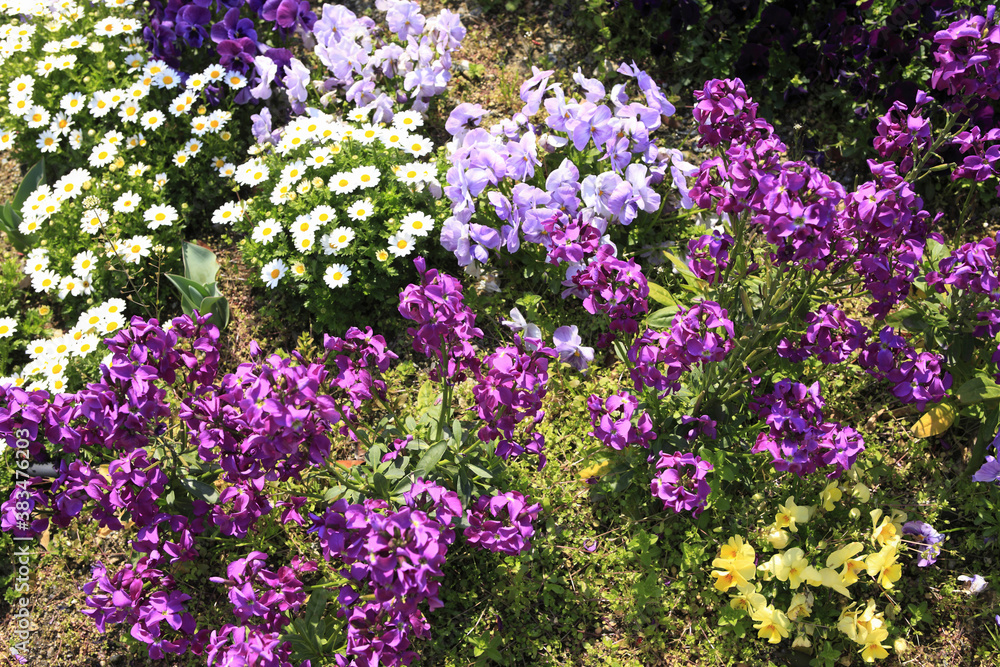 Fototapeta premium 春の草花
