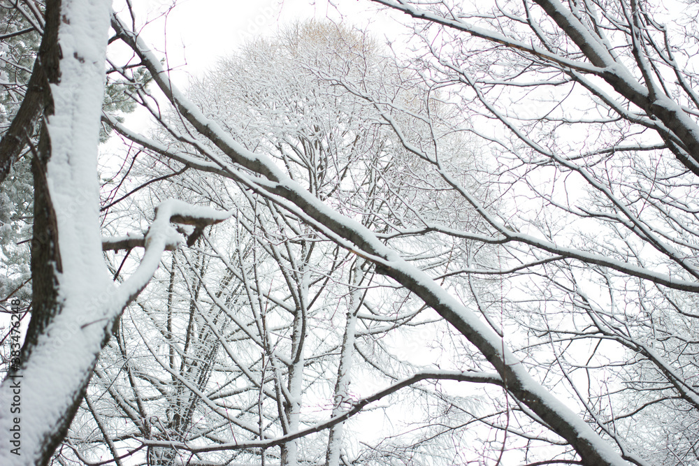 Obraz premium fairy forest. winter. snow