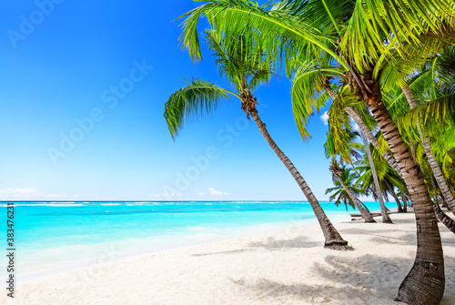 Coconut Palm trees on white sandy beach in Caribbean sea, Saona island in Dominican Republic.