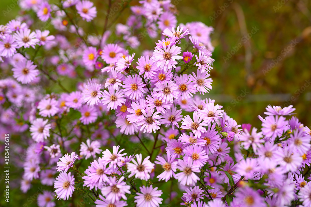 Fototapeta premium autumn flowers Aster novi-belgii vibrant light purple color in full bloom in the garden