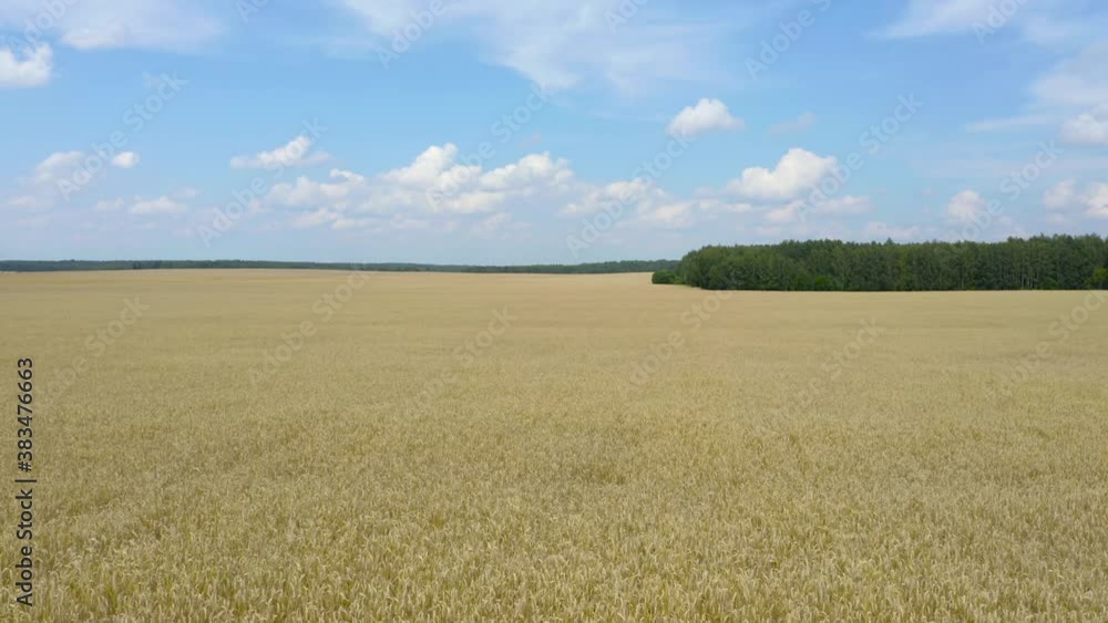 Golden wheat field against a blue sky and clouds, aerial view.
Golden wheat field against a blue sky and clouds, aerial view.