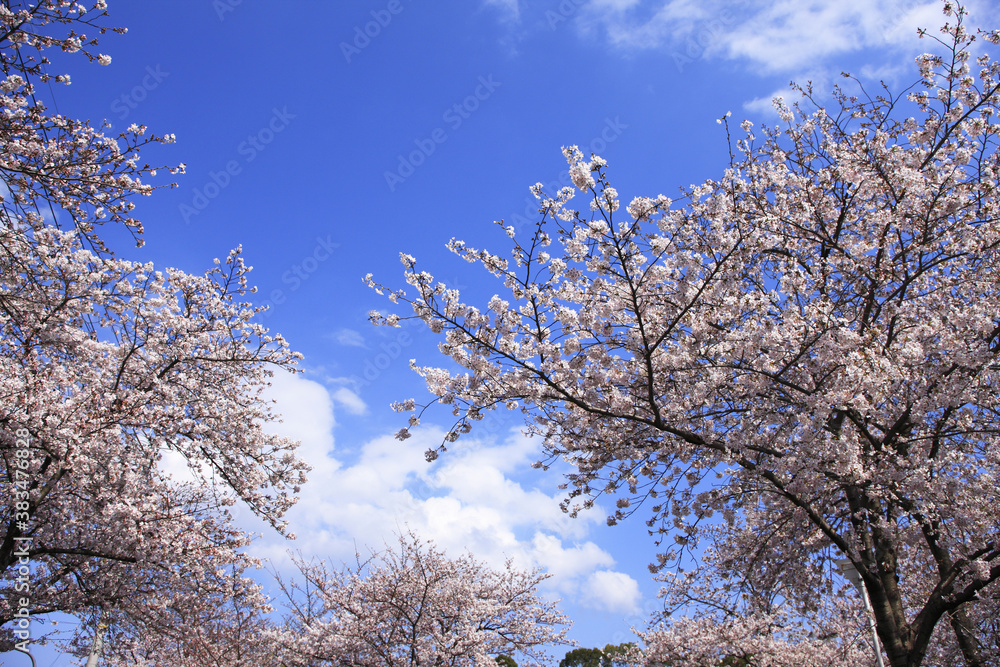 Fototapeta premium サクラと青空