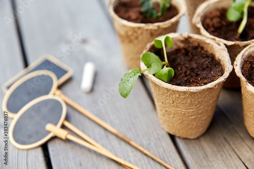 gardening, eco and organic concept - vegetable seedlings in pots with soil and name tags with chalk on wooden board background