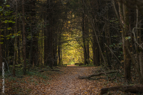 Pathway in autumn forest among trees