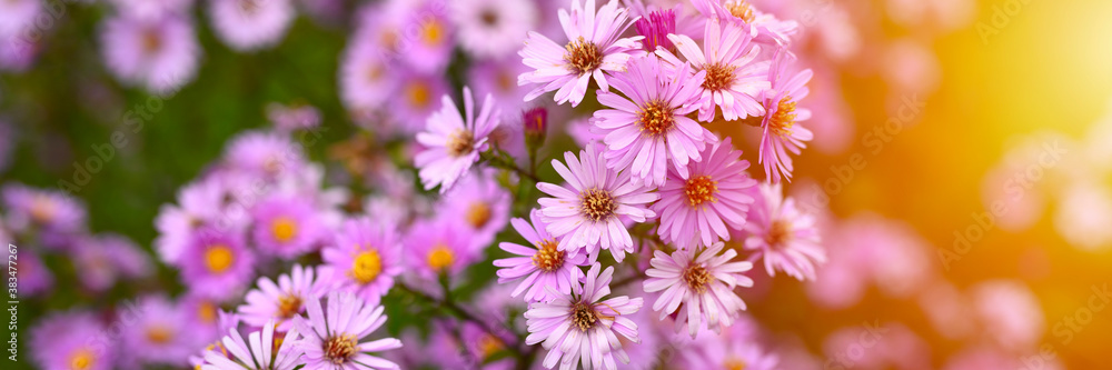 Obraz premium autumn flowers Aster novi-belgii vibrant light purple color in full bloom in the garden. banner. flare
