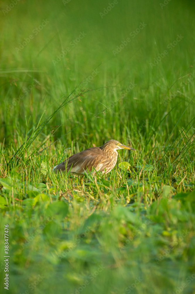 Indian Pond Heron or Ardeola grayii in natural green background at keoladeo ghana national park or bharatpur bird sanctuary rajasthan india Indian Pond Heron or Ardeola grayii in natural green background at keoladeo ghana national park or bharatpur bird sanctuary rajasthan india