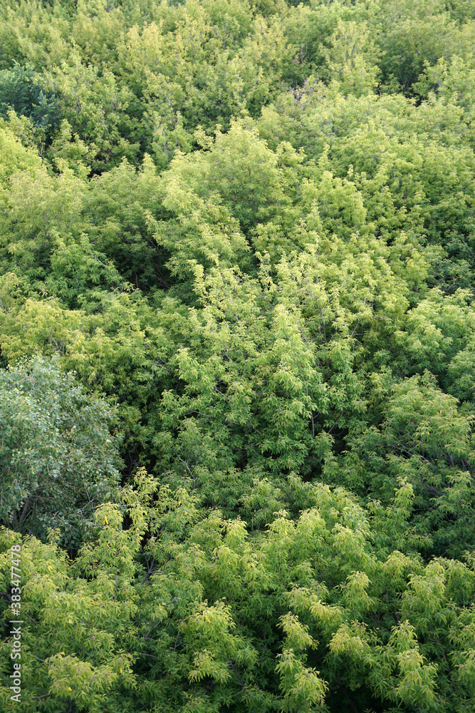 green tree crown texture top view green tree crown texture top view
