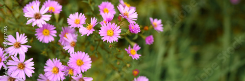 autumn flowers Aster novi-belgii vibrant light purple color in full bloom in the garden. banner