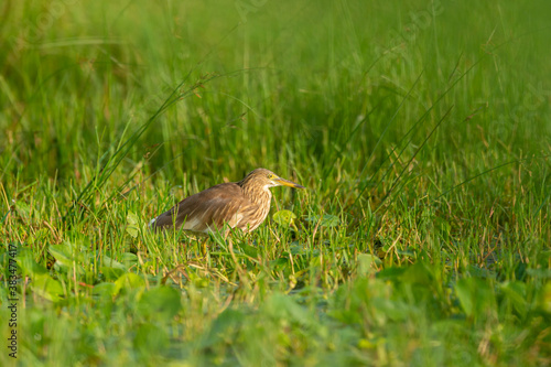 Indian Pond Heron or Ardeola grayii in natural green background at keoladeo ghana national park or bharatpur bird sanctuary rajasthan india