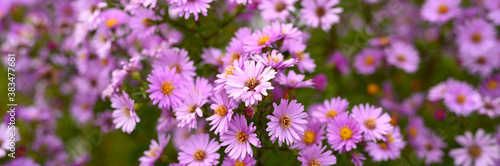 autumn flowers Aster novi-belgii vibrant light purple color in full bloom in the garden. banner