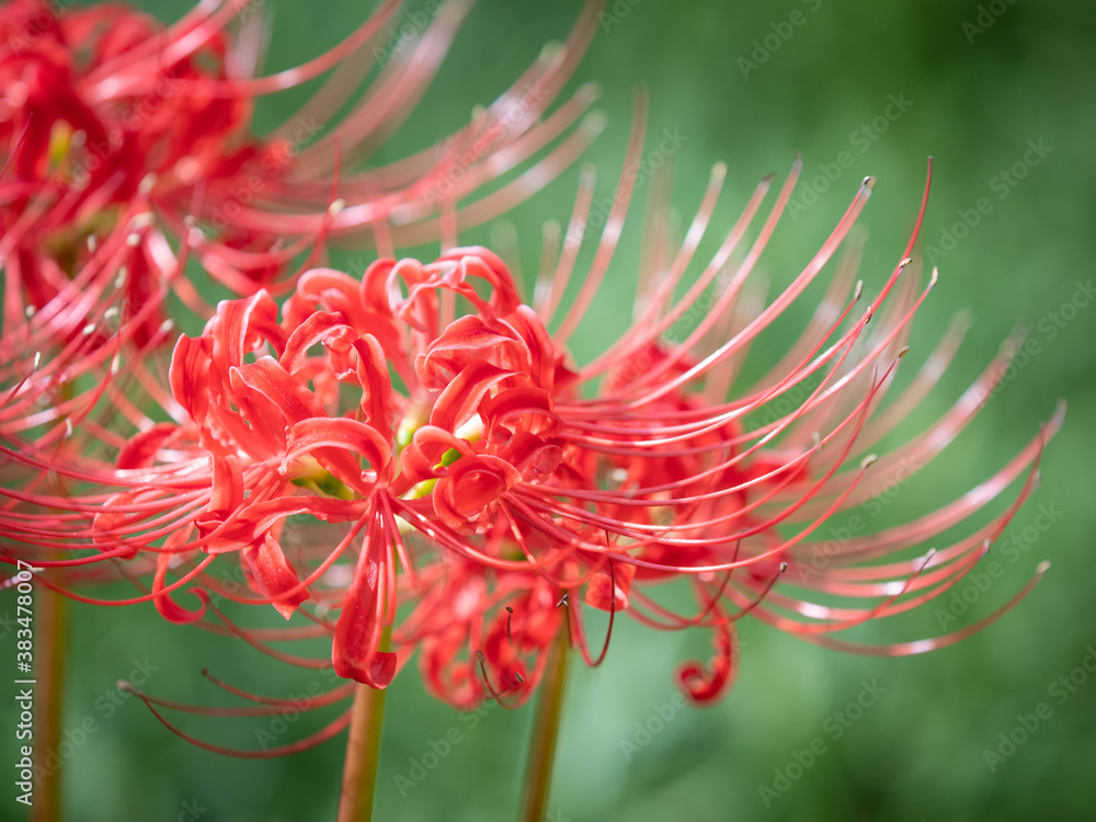 Red Spider Lily or Cluster Amaryllis Flowers in The Garden, Autumn or Fall Image, Higanbana Red Spider Lily or Cluster Amaryllis Flowers in The Garden, Autumn or Fall Image, Higanbana