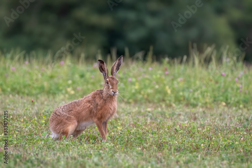 Rabbit in the meadow. Rabbit in the grass © mariusgabi