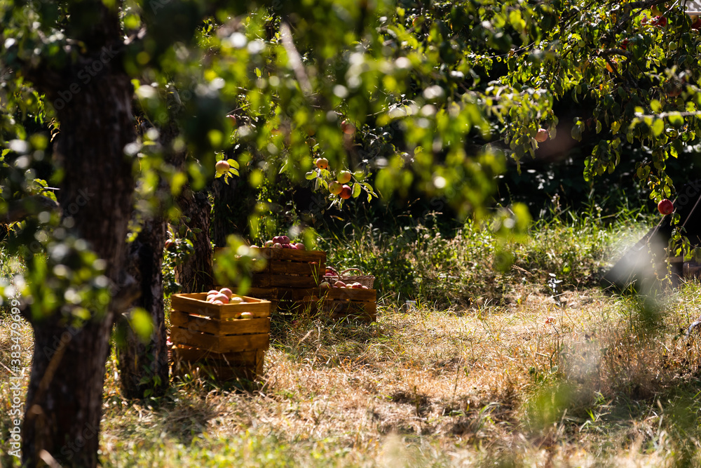 harvesting apples, red apples, apple harvesting apples, red apples, apple