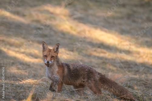 Red fox vulpes. Red fox in the grass