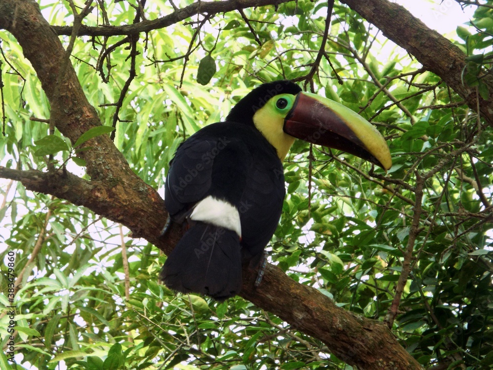 Tucán en rama de árbol