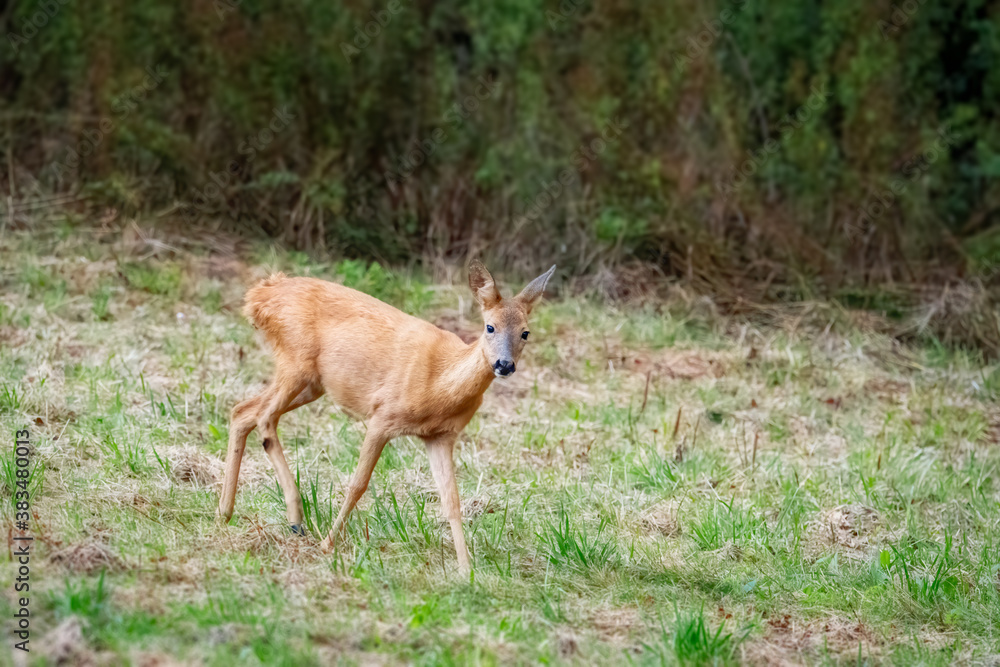 Deer in the woods. Deer in the forest