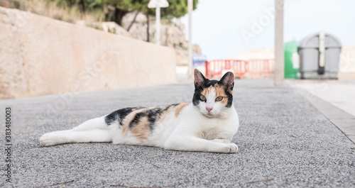 Beautiful cat looking at the camera. Resting outdoor in the street. Brown, white and black. Blurred background, perfect poster.