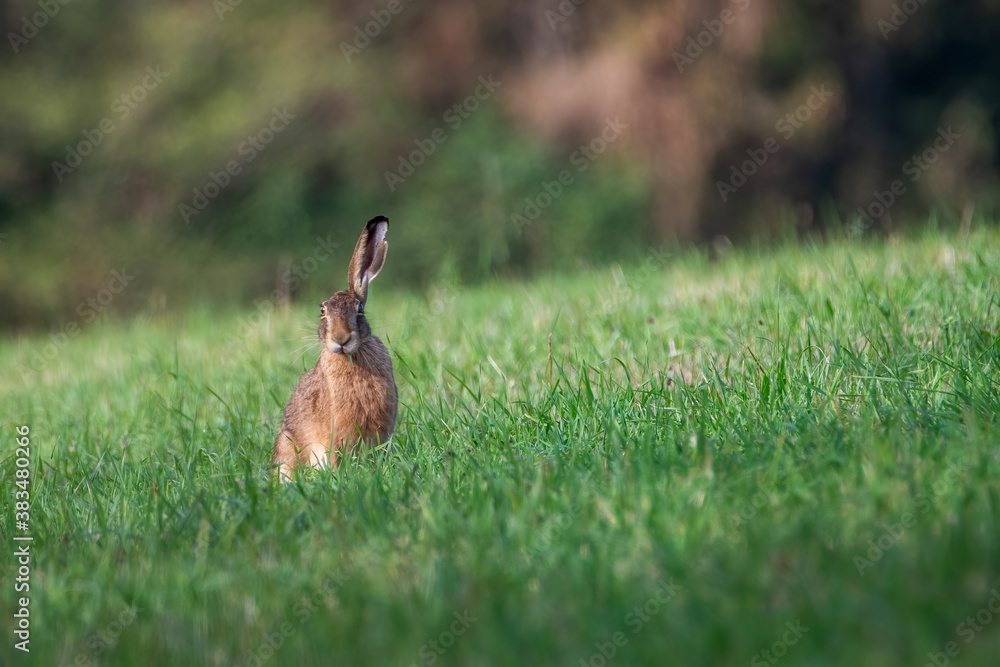 Rabbit in the meadow. Rabbit in the grass Rabbit in the meadow. Rabbit in the grass