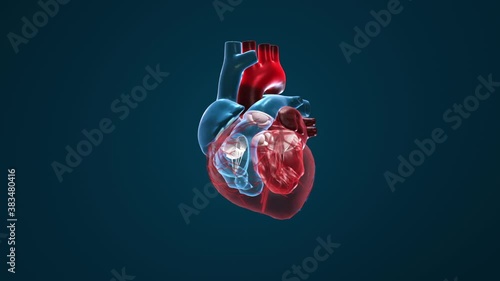 The 3d visualisation is showing a rhythmical contraction (heart beating) of the human heart. Through the circulatory system of the heart blood is being pumped throughout the body. Loop