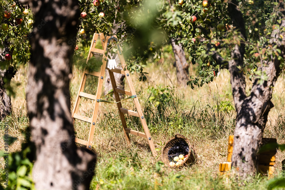 harvesting apples, red apples, apple harvesting apples, red apples, apple