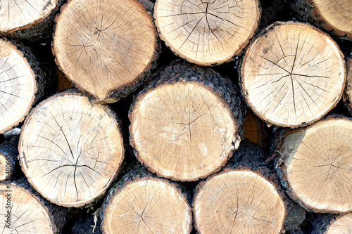 image of felled trees in the forest close-up