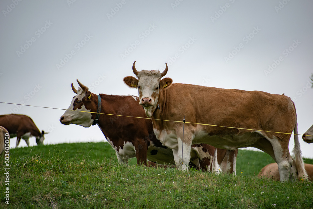 Beautiful swiss cows. Alpine meadows. Mountains. Beautiful swiss cows. Alpine meadows. Mountains.