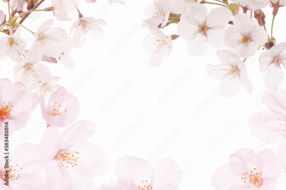 Fototapeta premium 桜