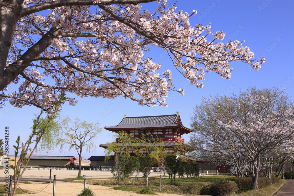 奈良、平城京朱雀門と桜