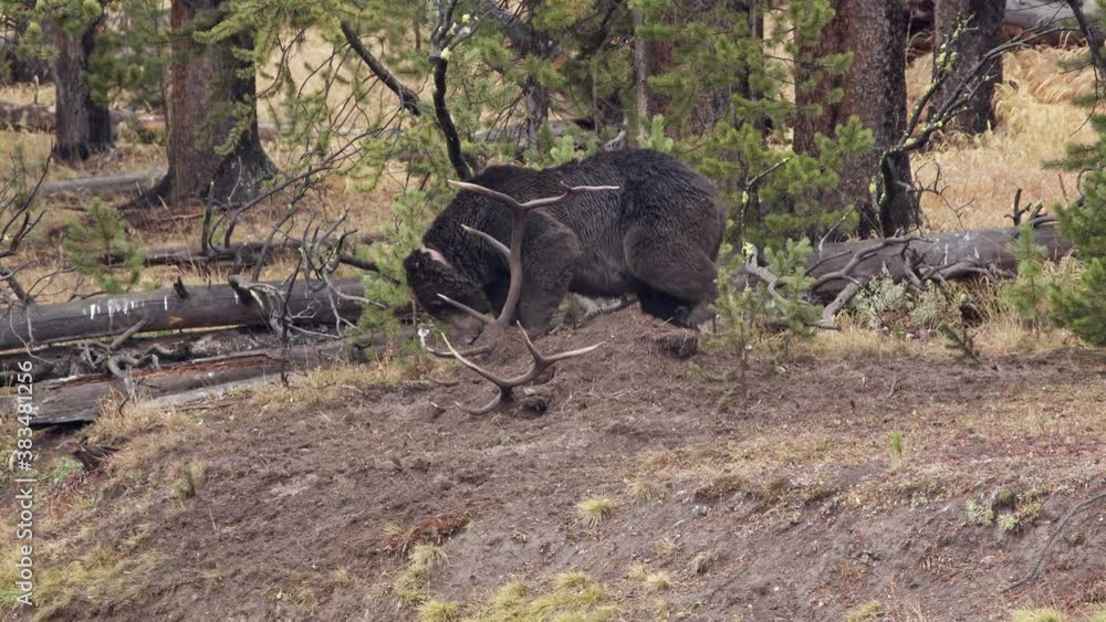 Collard Grizzly Bear charging while burring its Elk carcass in the dirt in Yellowstone. Collard Grizzly Bear charging while burring its Elk carcass in the dirt in Yellowstone.