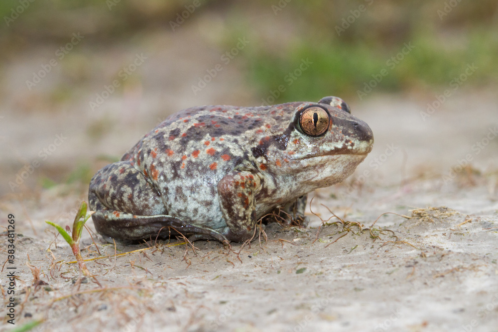 Fototapeta premium Common Spadefoot toad Pelobates fuscus