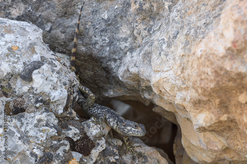 Big stellio lizard in a stones
