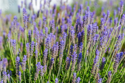 Simple blue lavender flowers