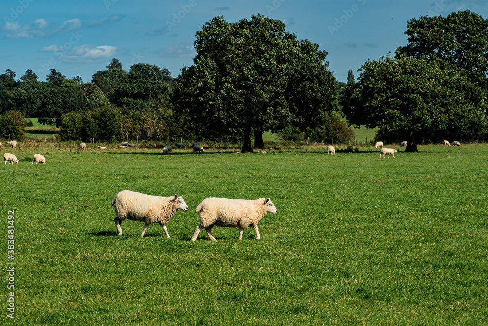 Fototapeta premium Sheep and lamb in the field