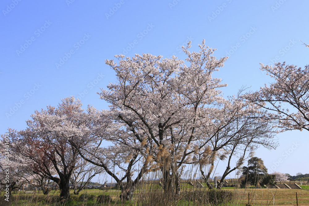 奈良、平城京の桜
