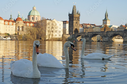 Swans in front of romantic Charles Bridge, famous historic landmark in Prague, Czech Republic