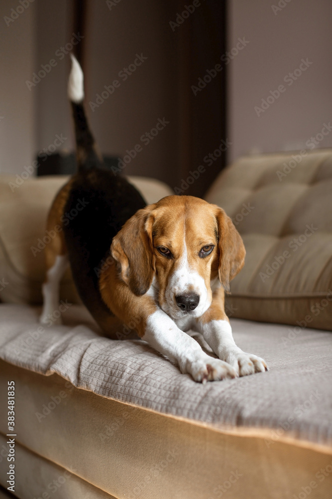 Beautiful beagle dog is resting on the sofa at home. Warm sunlight in the house. Dog doing exercises Beautiful beagle dog is resting on the sofa at home. Warm sunlight in the house. Dog doing exercises