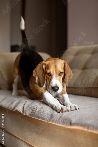 Beautiful beagle dog is resting on the sofa at home. Warm sunlight in the house. Dog doing exercises