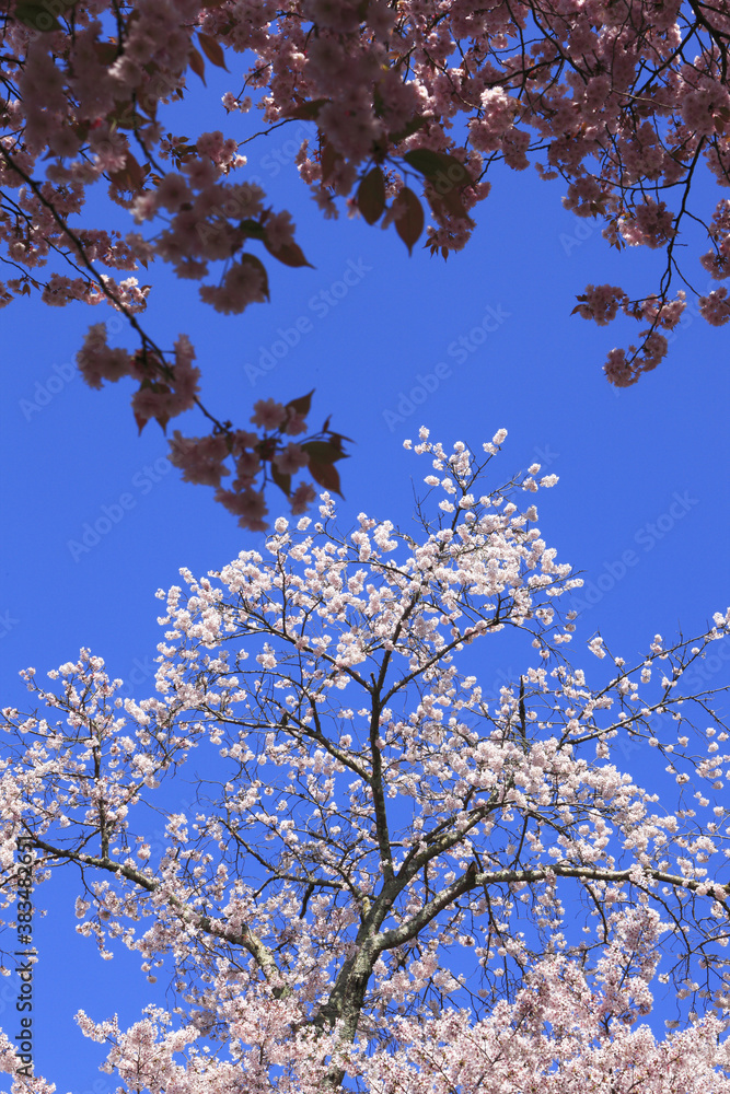 奈良公園のサクラ、背景