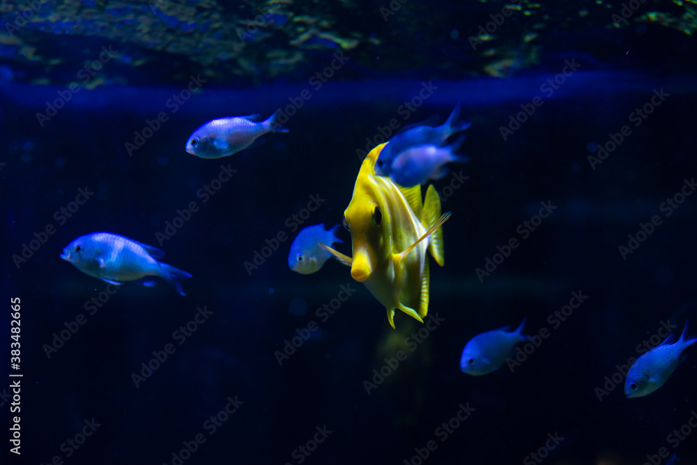 Aquarium sea yellow angel fish in anemonas wild life Aquarium sea yellow angel fish in anemonas wild life