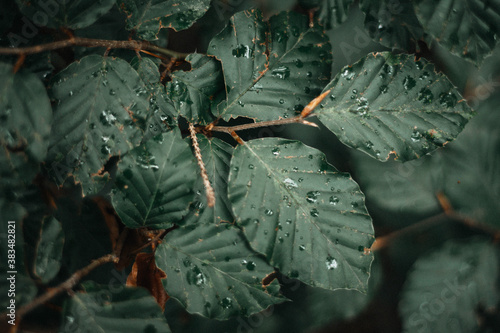dark green leaves forest raindrops