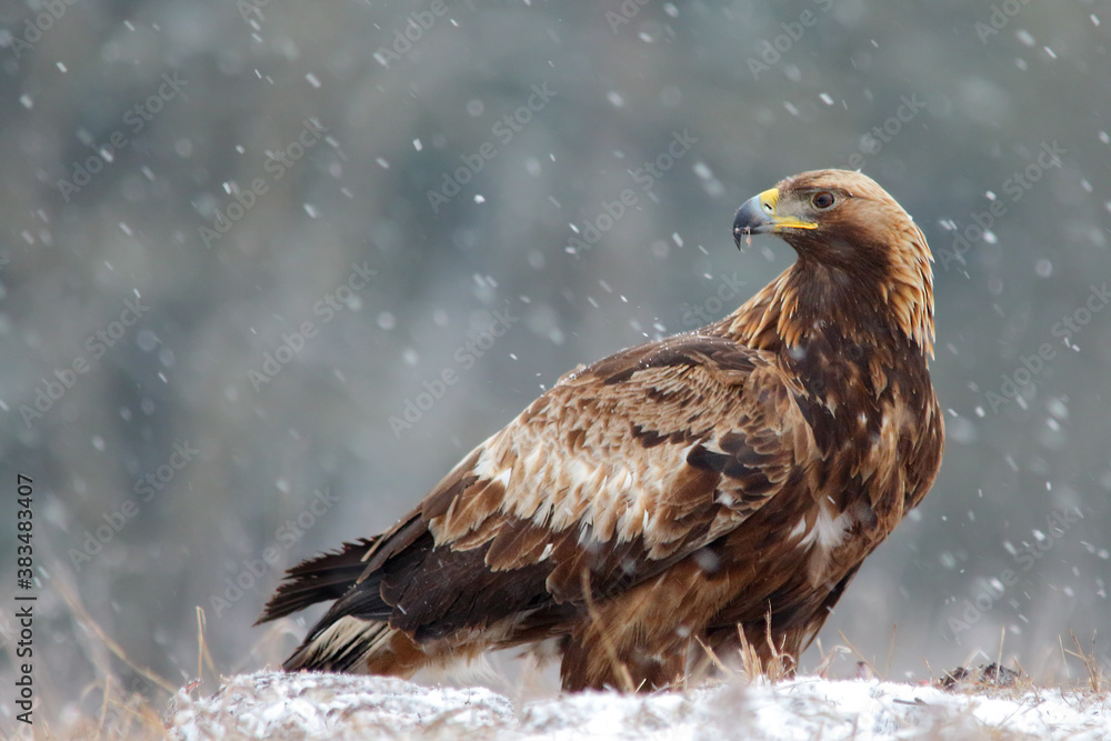 Golden eagle. Bird in winter. Aquila chrysaetos. Golden eagle. Bird in winter. Aquila chrysaetos.