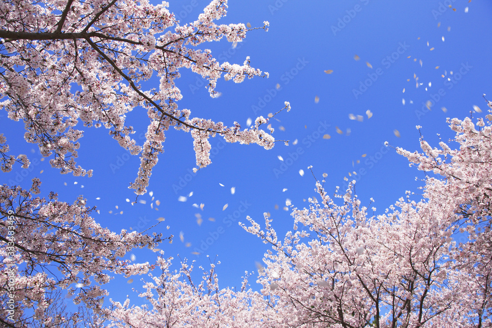 奈良公園のサクラとさくら吹雪