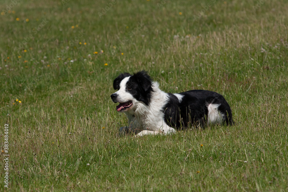 Herding black and white Border CollieDog offset in meadow. Concept of working dogs