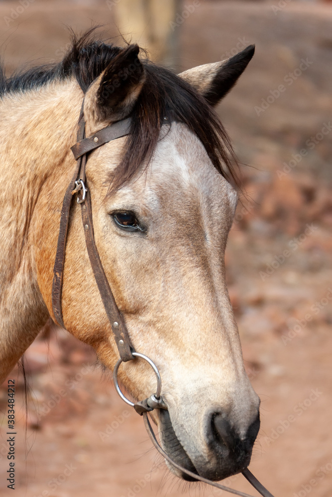 Obraz premium horse head