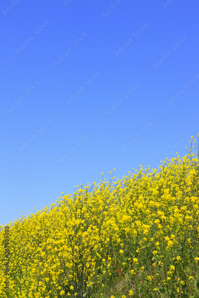 Obraz premium 菜の花と青空