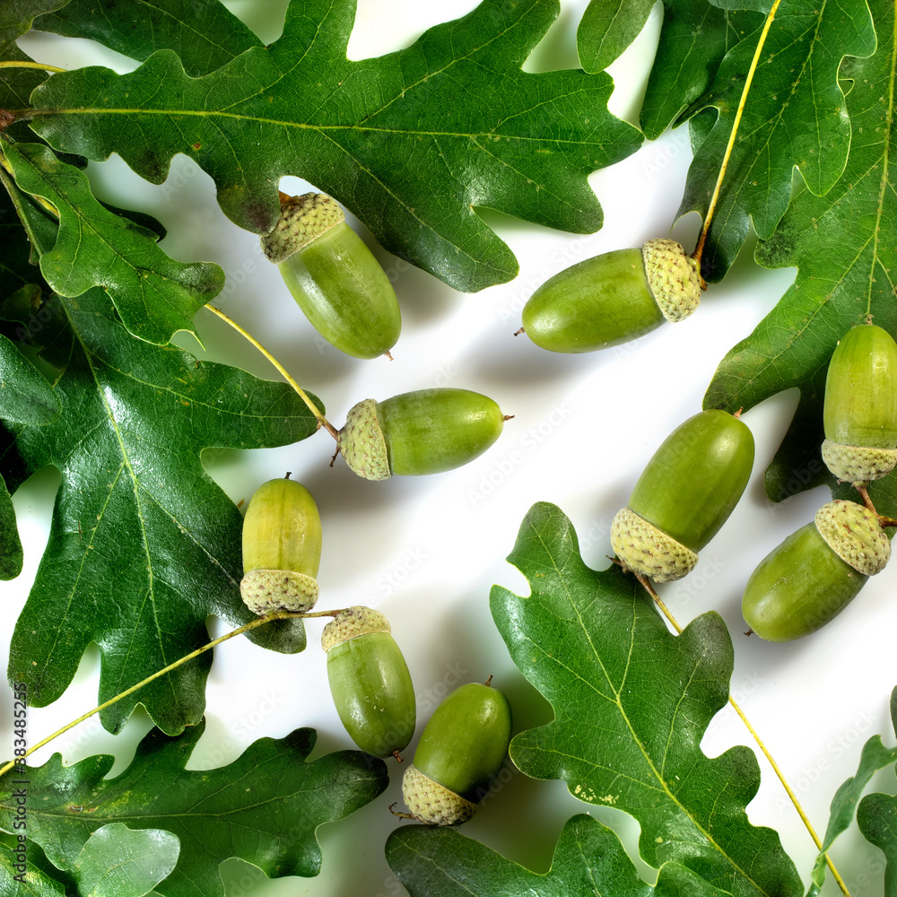 Obraz premium isolated image of acorns and leaves close up