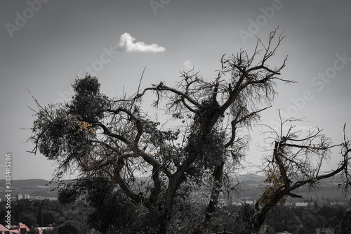 Branched tree silhouetted against a grey sky